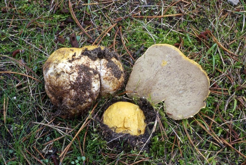 Rhizopogon occidentalis
